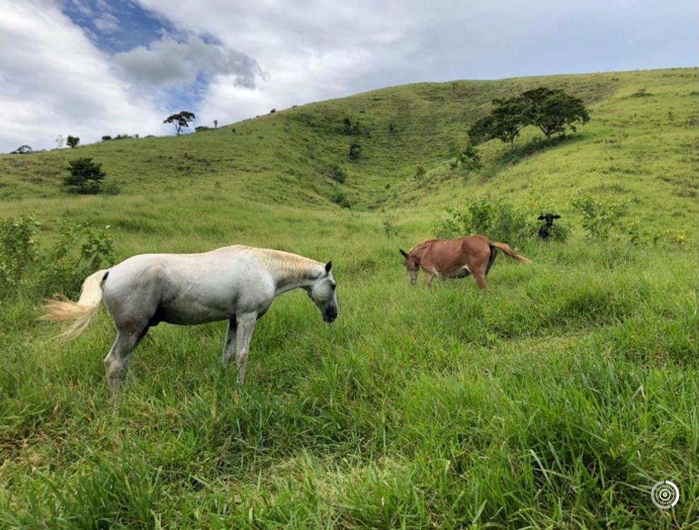 Vivenda dos Guaranys -Uma imersão na natureza - Casa Conservatória Exterior foto
